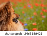 A dog with a fluffy coat is looking at the camera. The dog is in a field of flowers, with some of the flowers being blue. The dog appears to be enjoying the beautiful scenery