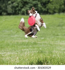 Dog with flying disk