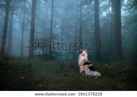 dog in a foggy forest. Pet on the nature. Marble Australian Shepherd. Mystical pet