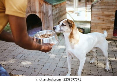 Dog, food and animal shelter with a volunteer working in a rescue center while feeding a canine for adoption. Pet, charity and care with a homeless puppy eating from a bowl in the hands of a man - Shutterstock ID 2239597571