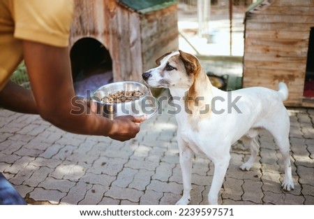 Dog, food and animal shelter with a volunteer working in a rescue center while feeding a canine for adoption. Pet, charity and care with a homeless puppy eating from a bowl in the hands of a man