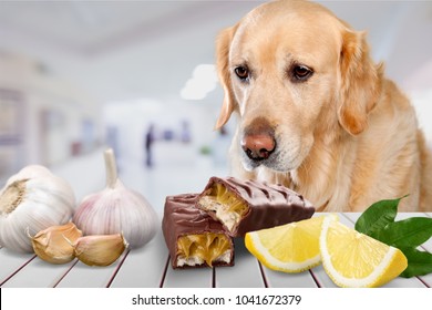 Dog And Food Ingredients