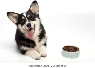 Dog with food on a white background. - Powered by Shutterstock