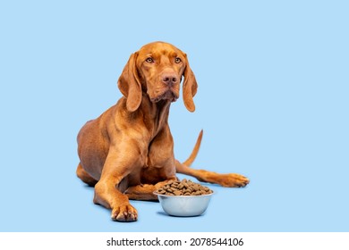 Dog food studio shot. Vizsla dog with bowl full of kibble isolated over pastel blue background. Dry pet food concept. - Shutterstock ID 2078544106