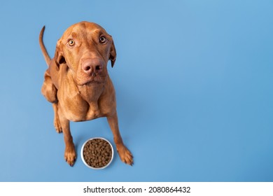 Dog food studio shot. Vizsla dog with bowl full of kibble isolated over pastel blue background. Dry pet food concept.