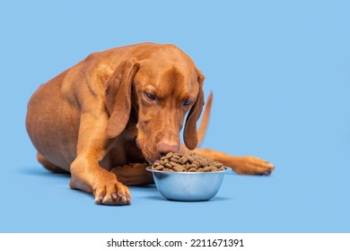 Dog Food Studio Shot. Vizsla Dog With Bowl Full Of Kibble Isolated Over Pastel Blue Background. Dry Pet Food Concept.