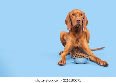 Dog Food Studio Shot. Vizsla Dog With Bowl Full Of Kibble Isolated Over Pastel Blue Background. Dry Pet Food Concept.