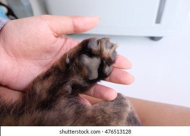 Dog Foot On Hand.