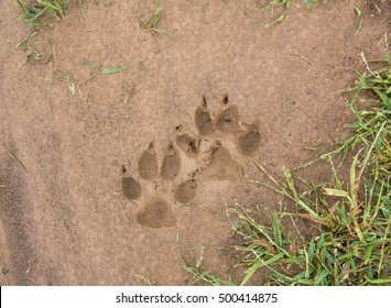 Dog Foot Print Stock Photo (Edit Now) 500414875