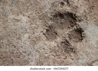 3,289 Foot Print Cement Images, Stock Photos & Vectors | Shutterstock