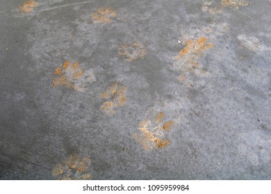 Dog Foot Print On Concrete Floor Stock Photo (Edit Now) 1095959984