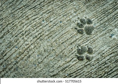 Dog Foot Print On Concrete Floor Stock Photo (Edit Now) 517705615