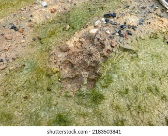 Dog Foot Print On Muddy