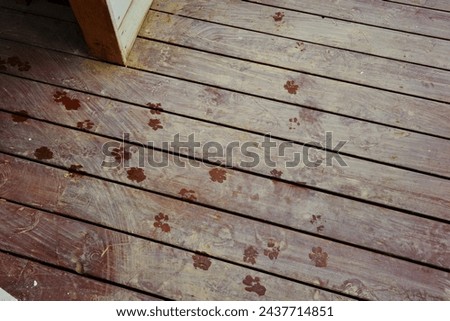 A Dog Foot print on the wood flooring