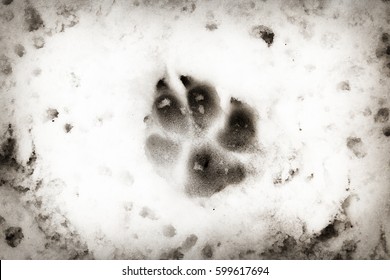 Dog Foot Print In The Snow, Animal Background