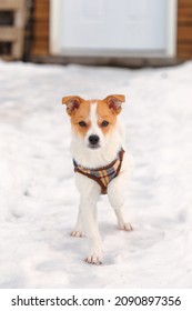 Dog In A Football Stance