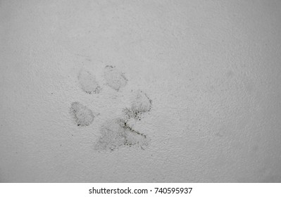  Dog Footprint Messy On Home Tile Floor