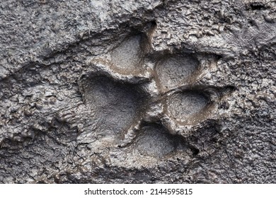 1,787 Dog footprint mud Images, Stock Photos & Vectors | Shutterstock