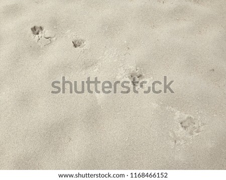 Dog footprint on the beach
