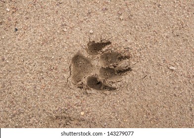 1,703 Dog Print Dirt Images, Stock Photos & Vectors | Shutterstock