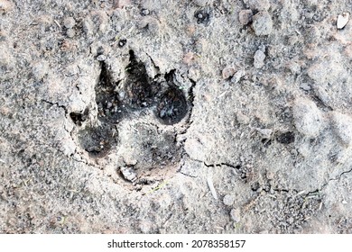 1,787 Dog footprint mud Images, Stock Photos & Vectors | Shutterstock