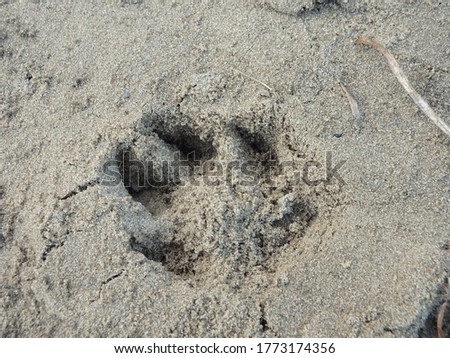 Dog footprint on the sand