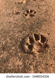 Dog Footprint On Soil Background.Closeup Of Canine Footprint On Ground In The Morning.Dog Paw On Earth.Animal Paw On Soil In Farm.Traces Of Wild Animals.