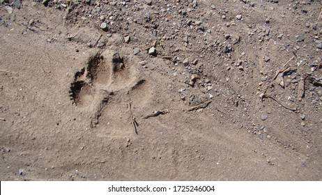 Dog footprint on the soil land
Footprint dog on the earth
animal track, Tracks 
Dog foot prints on mud. Local dogs foot prints on earth Surface. Dogs walk on ground on sand soil - foot.
Footprints