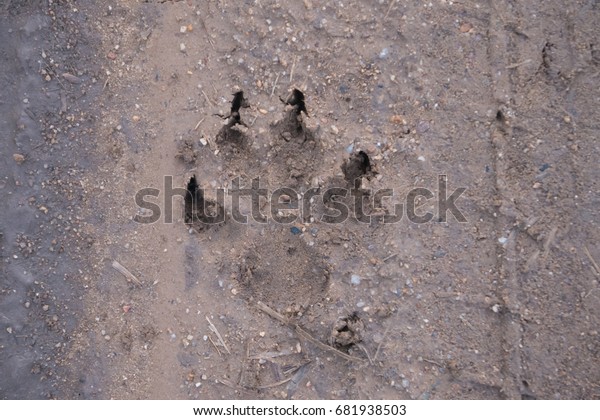 dog footprint on the soil\
road  