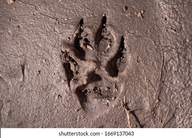 Dog Footprint.
Dog Or Wolf Paw Print