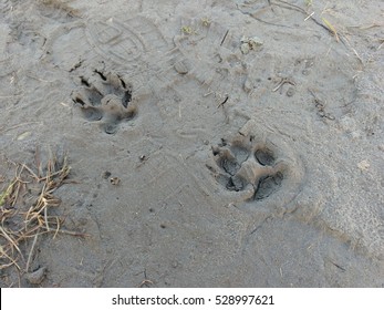 2,055 Dirty Dog Paw Prints Images, Stock Photos & Vectors 