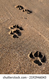 Dog Footprints On The Golden Brown Sand On The Sea Beach At Sunset. Close Up Paws Print On Textured Wet Sea Sand. 