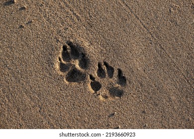 Dog Footprints On The Golden Brown Sand On The Sea Beach In Sunset. Close Up Paws Print On Textured Wet Sea Sand. 