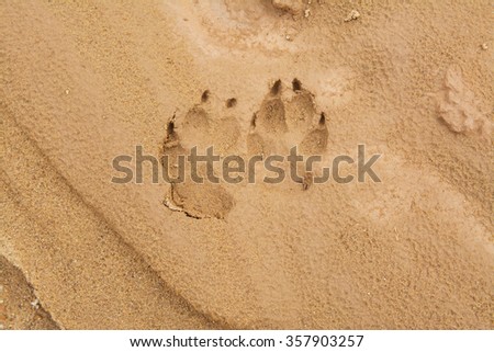 dog footprints on sand