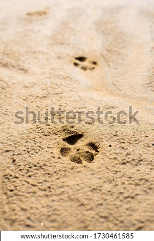 Dog footprints on a wet sandy beach with copy space for text.