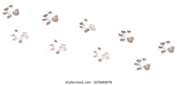 Dog footprints on a white background isolated on a white background. - Shutterstock ID 2078683078