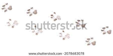Dog footprints on a white background isolated on a white background.