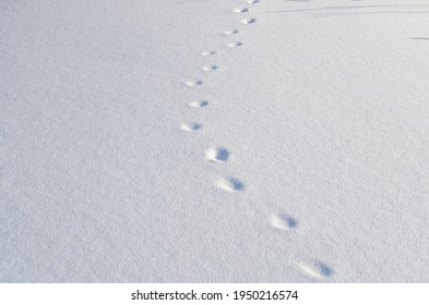 Dog Footprints On White Snow.