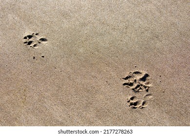 Dog Footprints In The Sand Of An Oregon Beach, Horizontal