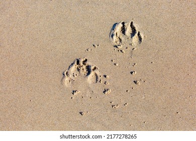 Dog Footprints In The Sand Of An Oregon Beach, Horizontal