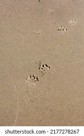 Dog Footprints In The Sand Of An Oregon Beach, Vertical