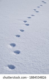 Dog footprints in the snow. Winter snow texture natural background.