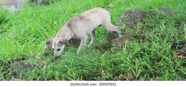 dog foraging