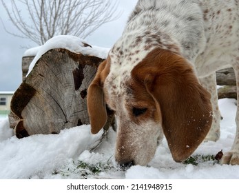 Dog Foraging For Food Outside In Winter Snow