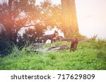 dog in the forest