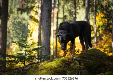 Dog In Forest