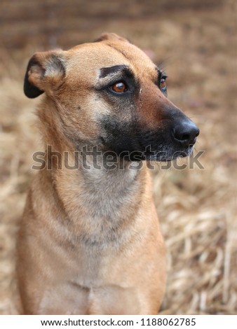 Dog in the forest