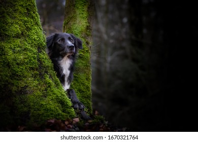 dog in forest behind a tree