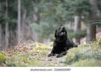 dog in the forest holding its nose up in the air. Labrador retriever laying on the ground in the forest - Powered by Shutterstock