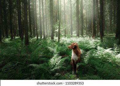 https://image.shutterstock.com/image-photo/dog-forest-sits-fern-pet-260nw-1103289353.jpg